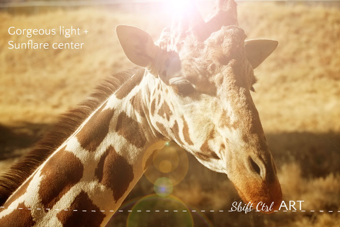 giraffe gorgeous light sunflare center